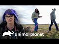 Resgate dramático de cão termina em adoção feliz | Pit bulls e condenados | Animal Planet Brasil