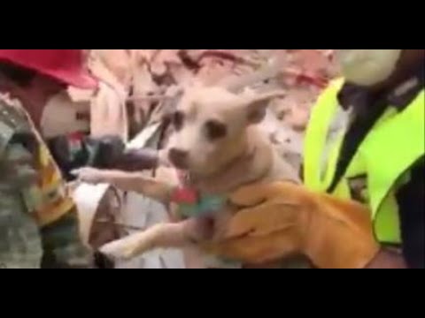 springboard Unbelievable: Dog pulled from Mexico rubble 6 days after disaster