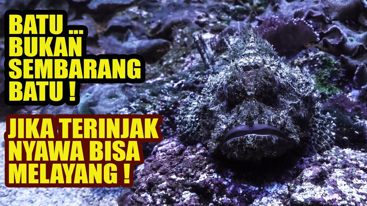 Bukan Sembarang Batu! Stonefish, Ikan Paling Berbisa Di Lautan - YouTube
