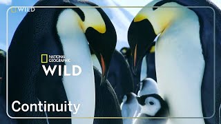 Nat Geo Wild Mena - Continuity - March 12, 2025