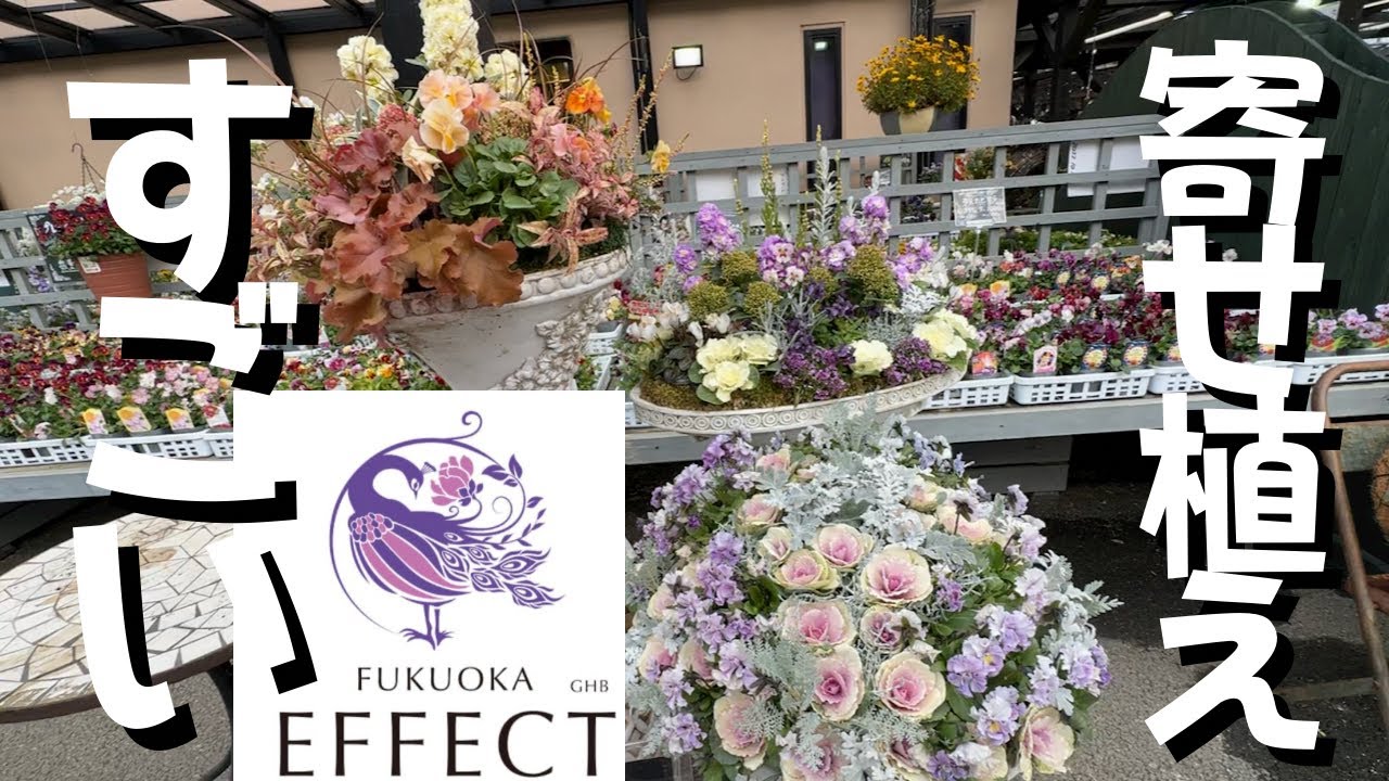 この寄せ植えたち全員クオリティがやばい　福岡最大級園芸店FUKUOKA EFFECT【園芸】【寄せ植え】【フローリスト】
