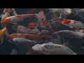 lil' goldfish - Nao'ymt