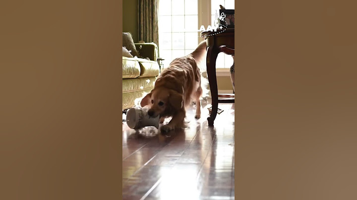 He Just Wanted to Play... 🐶💔#plaay #cute #emotional #dog