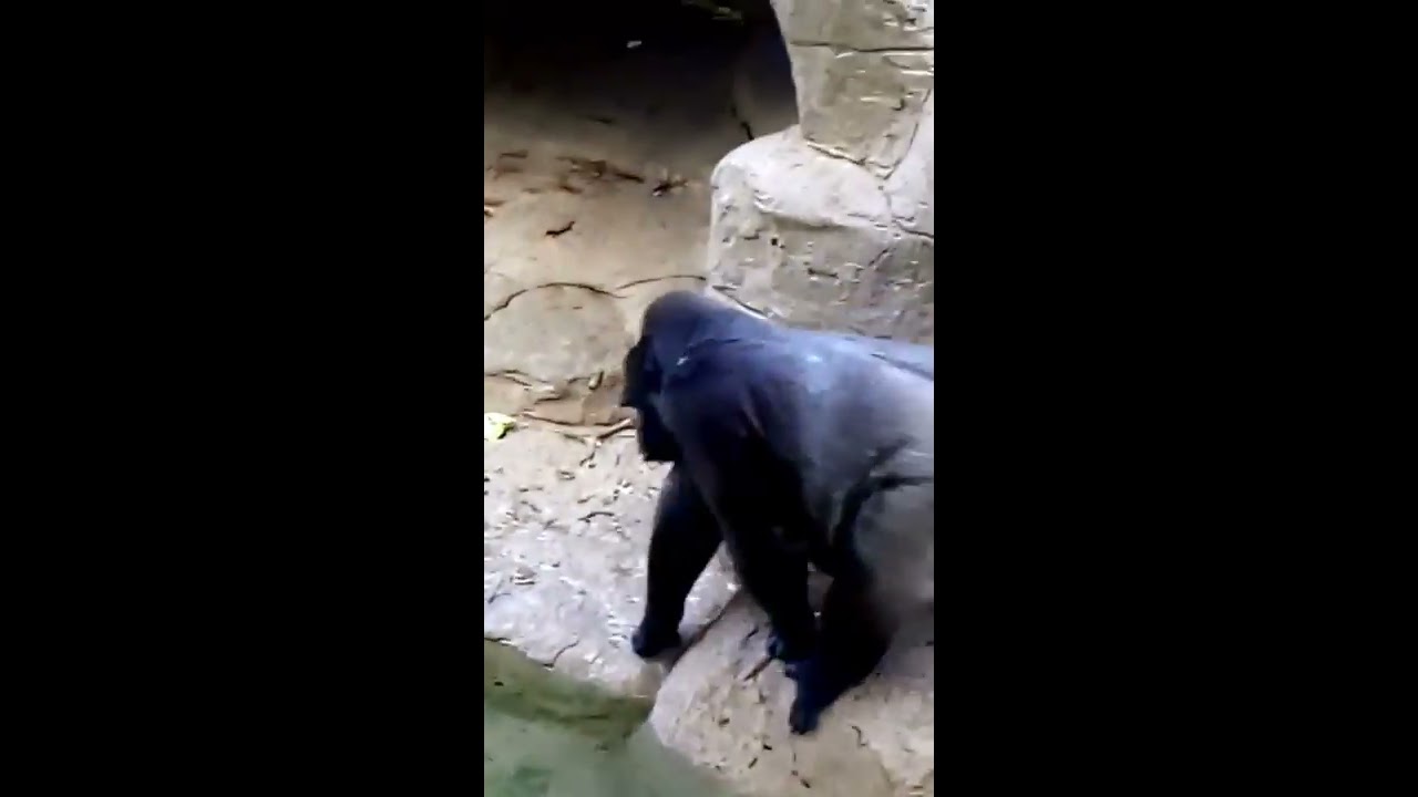 Gorilla going for a swim YouTube