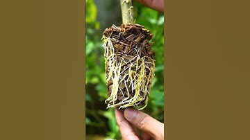 "Hoe je van een tak een nieuwe citroenplant maakt 🍋 | Eenvoudige manier om te wortelen!"