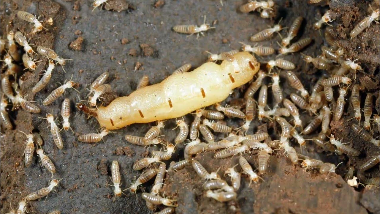 Личинки термитов. Термиты цемент. Личинки термитов. Термиты reticulitermes speratus. Термит муравей король.