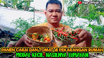 PANEN CABAI DAN TOMAT DI PEKARANGAN RUMAH, MODALNYA KECIL TAPI HASILNYA MENGGIURKAN