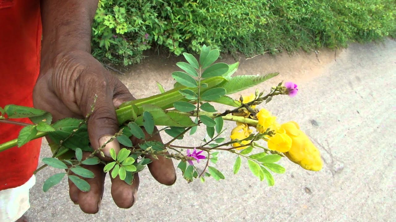 Pankaj Oudhia's Healing Herbs Diabetes mellitus Type 2 with Hair Loss