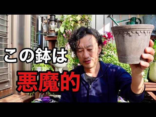 I'll teach you how to decorate plants like angels [Gardening