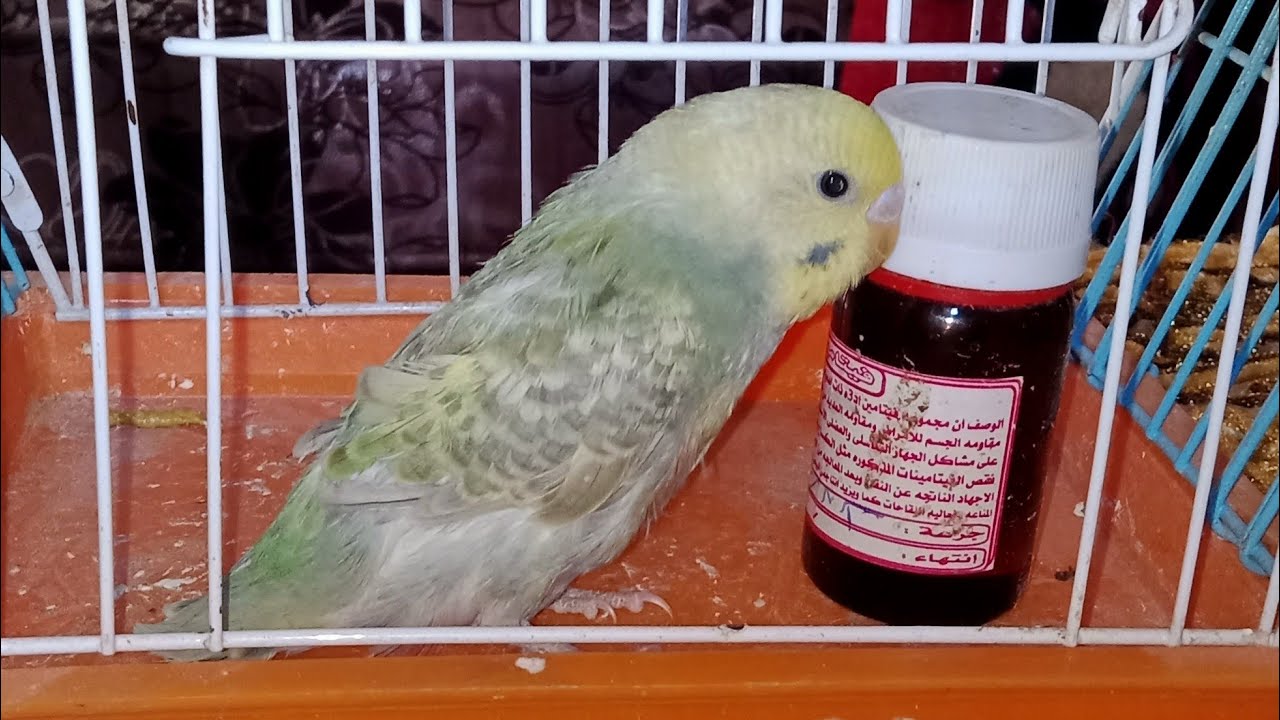 مشاكل فيتامينات و حل مشكله سوسه الريش و تساقط الريش عند العصافير#طيور_الحب_