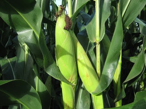 COMO PLANTAR MILHO PASSO A PASSO