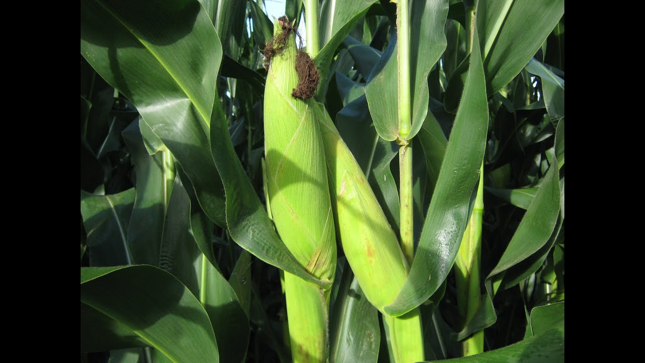 Resultado de imagem para Agricultores do Ceará devem colher uma boa safra de milho