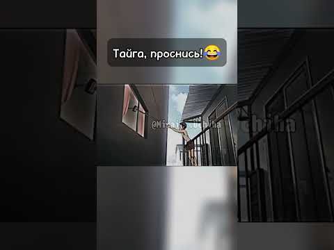 —Аниме:ТораДора #глобальныерекомендации #Момент #аниме #эдит #anime #edith