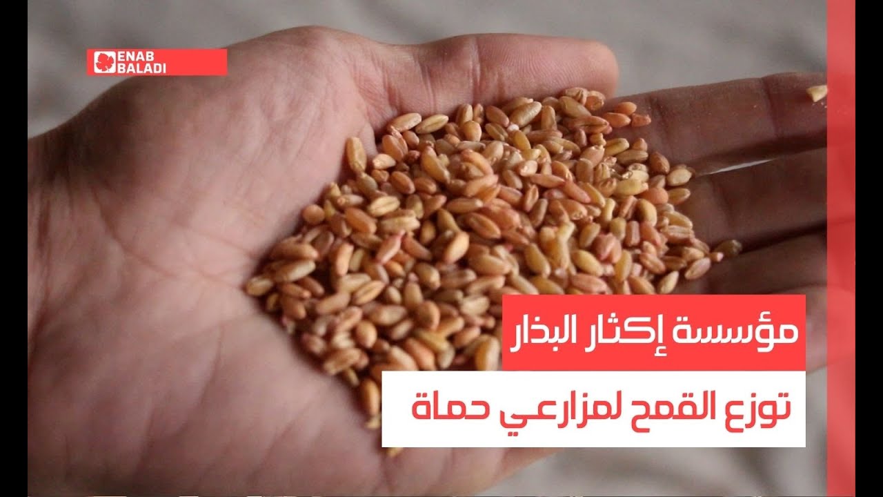 مؤسسة إكثار البذار توزع القمح لمزارعي حماة