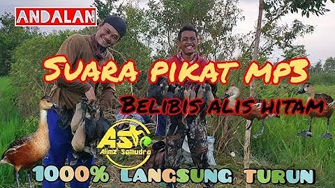SUARA PIKAT || BURUNG BELIBIS ALIS HITAM, 1000% BURUNG TURUN.