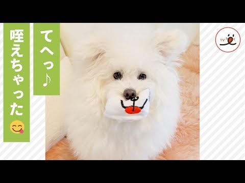 飼い主さんの靴下を、グイグイ引っぱって…パクっ🎶 ワンコのお茶目っぷりにキュンっ❤️【PECO TV】