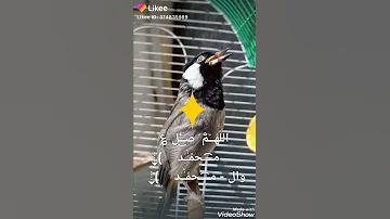 أجمل تغريد بلبل روعه 