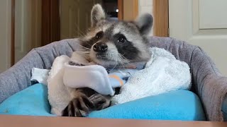 This raccoon can eat only like a human baby