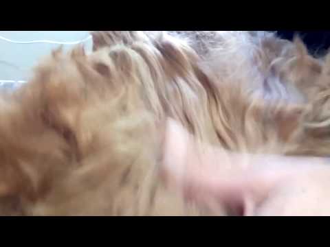 Video: Haustierpflege: Wie Man Mit Verfilzungen Bei Hunden Und Katzen Umgeht