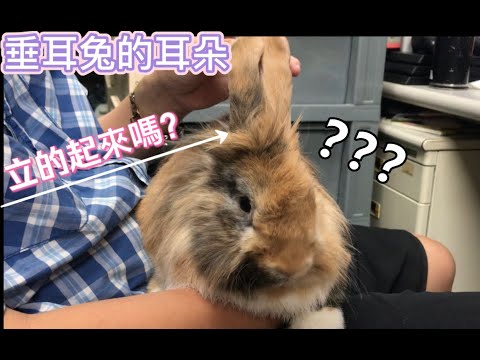 你有看過垂耳兔的耳朵立起來嗎？垂耳兔的耳朵秘密| ChampKnows【冠軍知道】