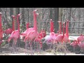 Caribbean Flamingos at the Smithsonian's National Zoo
