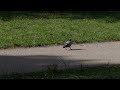 Insta 360 Luna Ultra Bird 2 Auto Track Zoom X6 I Log Lut Rec709
