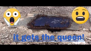 PROVEN! how to KILL THE FIRE ANT COLONY! easy & simple recipe