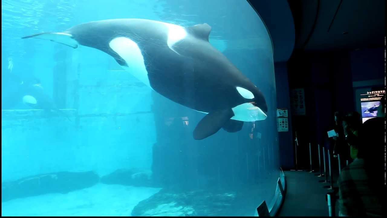 killer whale aquarium