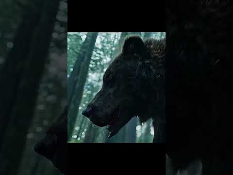 Bear attack scene