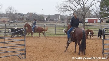 Blue Boon In Heaven and Peptocat Fever - sorting - ValleyViewRanch.net
