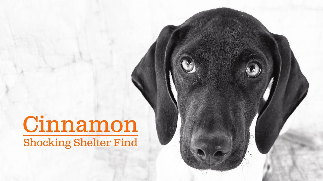 Шокирующая находка в приюте: щенок по имени Синнамон
