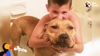 Pit Bull Rescued From Dog Fighting Is The Best Big Sister  KARMA | The Dodo Pittie Nation