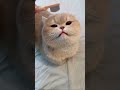 Cute Cat Moments That Will Make Your Day 🐾😻💞
