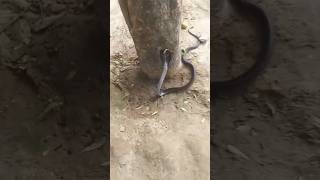 Very Big Size Indian Rescue