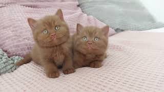 Funny cinnamon BSH kitty’s. Better than TV
