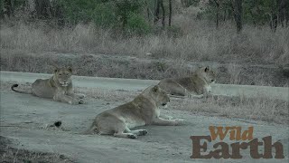 WildEarth - Sunrise Safari - 21 July 2020