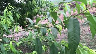 Frist Viloge In Villages Morning