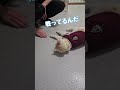 新たな敵！？看護師Sと気だるげに戦うほっぺたろう【保護猫ほっぺたろう】#shorts #cat