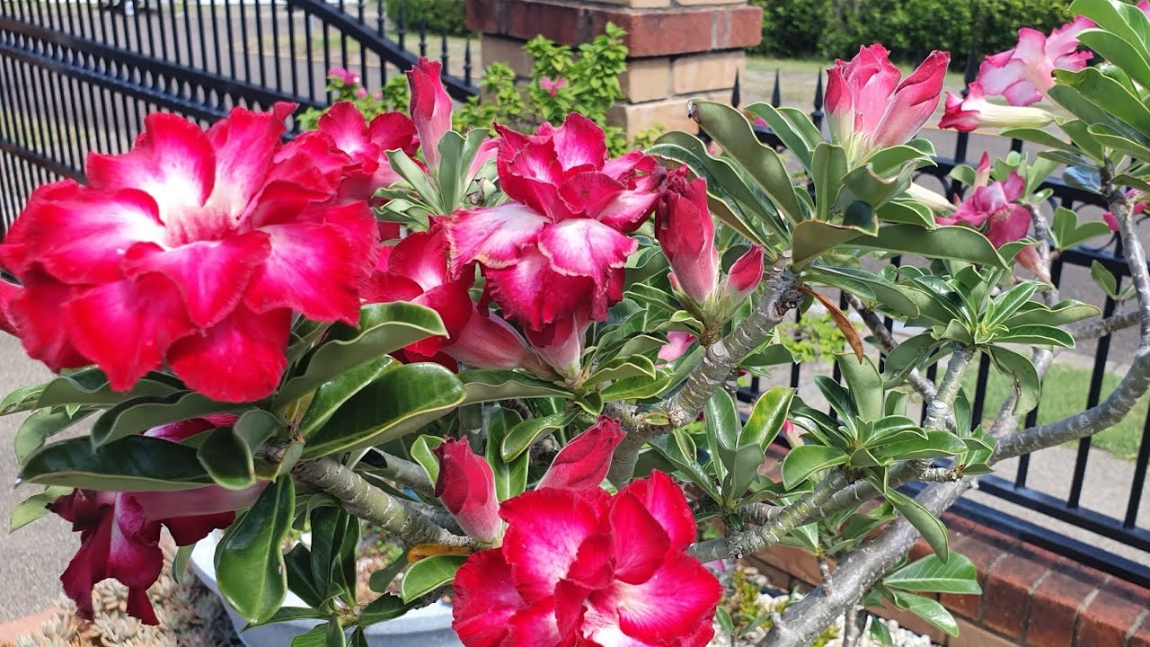 Úc châu 29.1.26. trước nhà có hoa lan hoa giấy và hoa sứ đẹp 💜