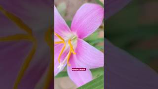 Pink rain lily #nature #ytshorts #lifeisbutadream #viral #flowers #rainlilyflower #love #waterlily