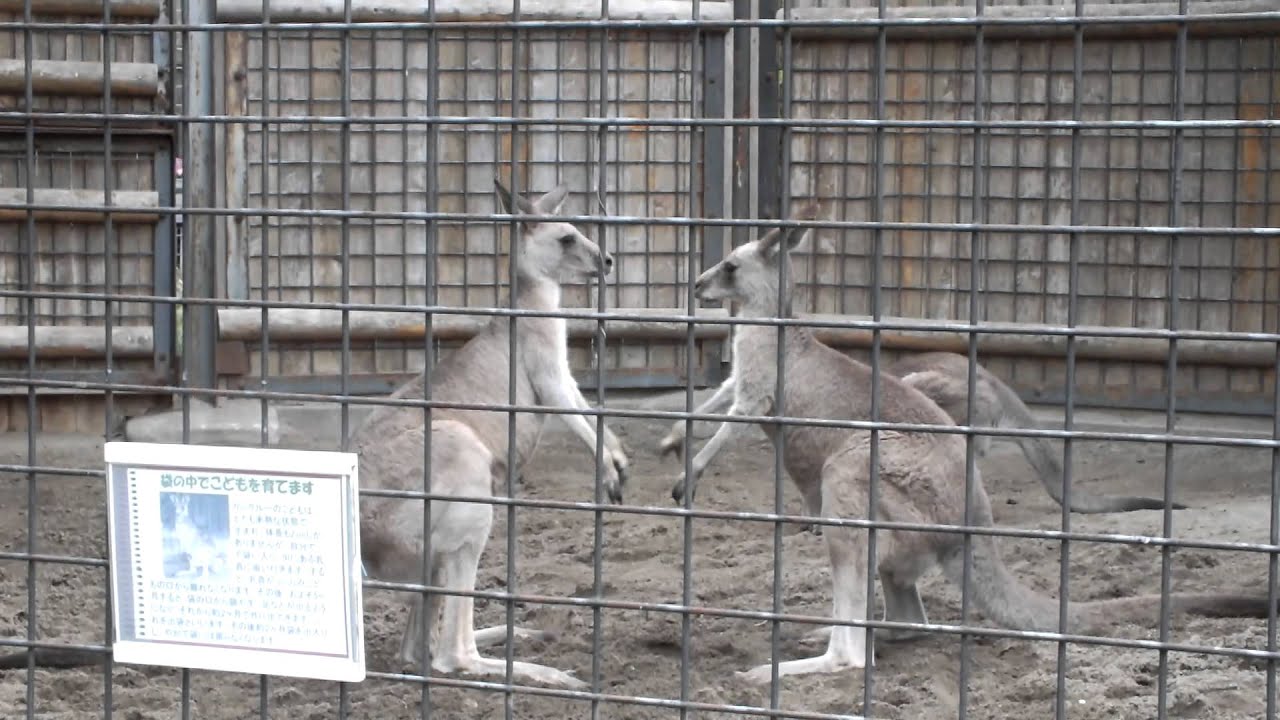 kawaii emoticons Kangaroo Fight.カンガルーファイト。