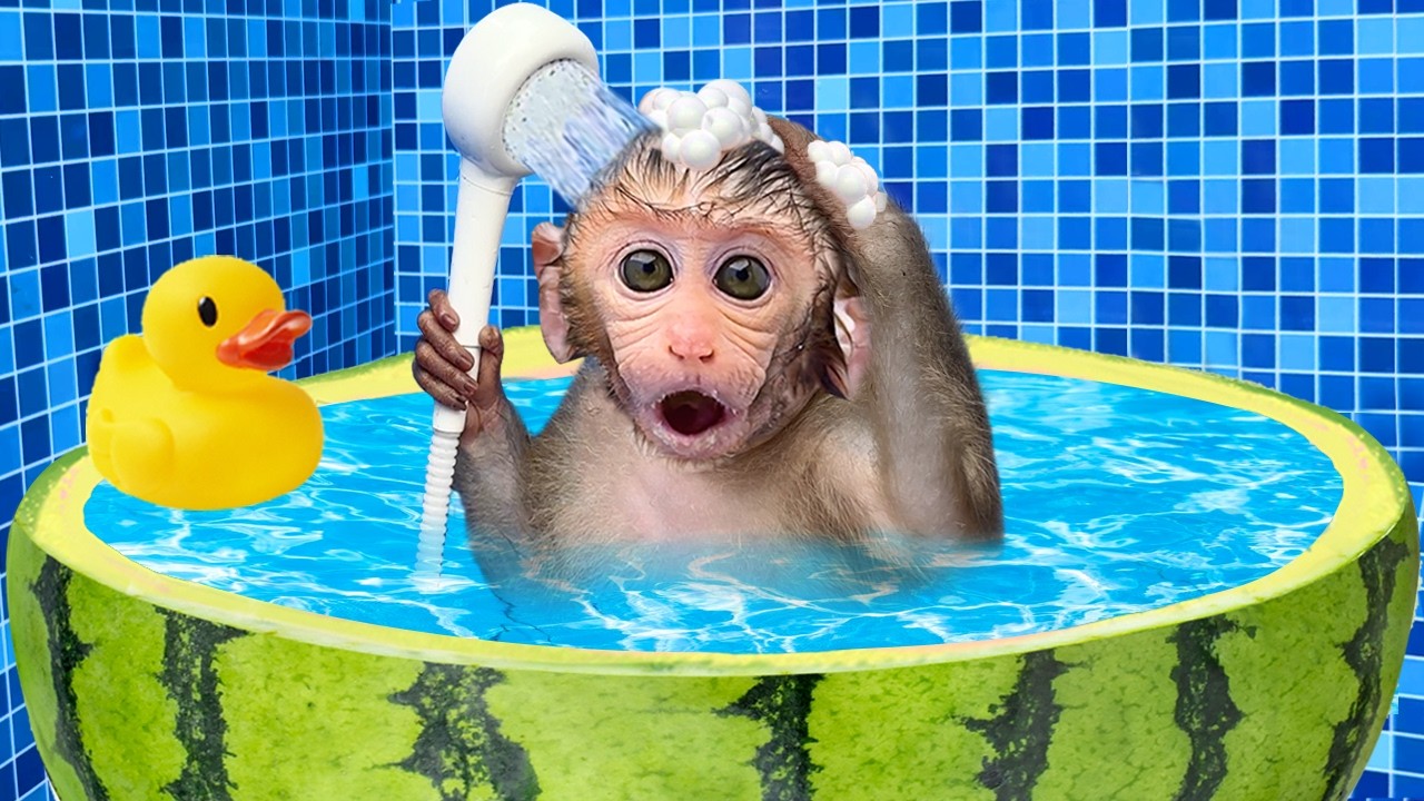 🔴LIVE – Monkey Baby Bon Bon drives a car and plays with puppy and duckling by the track