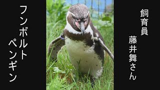 〓〓Headline〓〓＜6＞Humboldt penguins [Surprise at the gap at