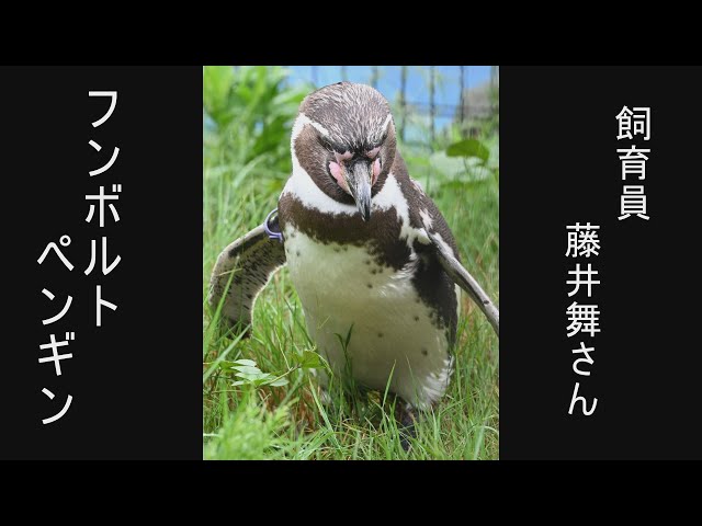 〓〓Headline〓〓＜6＞Humboldt penguins [Surprise at the gap at