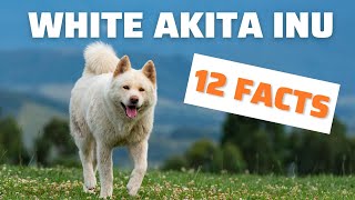 All About the WHITE AKITA  Characteristics and Care