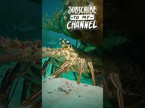 Lobster live on