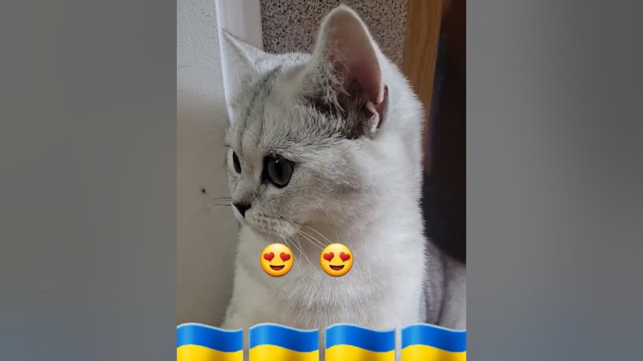 кіт патріот!!! - YouTube