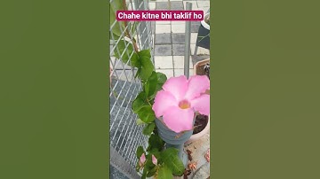 🧐🤨zindagi 😌se ek🙍‍♀️cheez ye bhi sikhi hai #sadsoul #sadstatus #शयर  #motivation#viral vedio #music