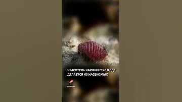Краситель кармин Е120 в еде делается из насекомых  - интересные факты