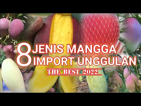 Video: Mangga mana yang terbaik?